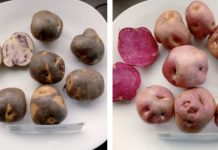 Presentan características morfológicas, productivas y alimenticias de 4 variedades nativas de papa chilota