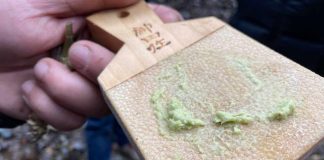 Avanza la producción de wasabi chileno con un fuerte interés desde Miami