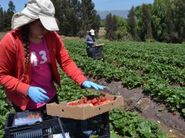 CNR destaca alta demanda en 1er concurso nacional de riego para mujeres y pueblos originarios