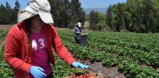 CNR destaca alta demanda en 1er concurso nacional de riego para mujeres y pueblos originarios