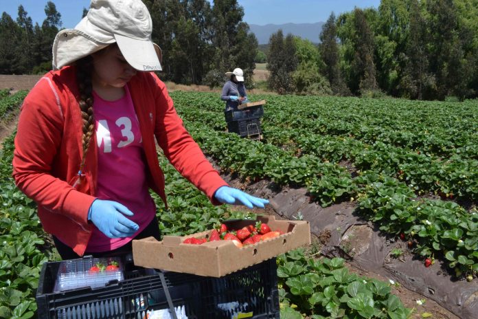 CNR destaca alta demanda en 1er concurso nacional de riego para mujeres y pueblos originarios