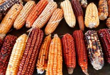 De la filosofía del extractivismo a la filosofía de la diversidad
