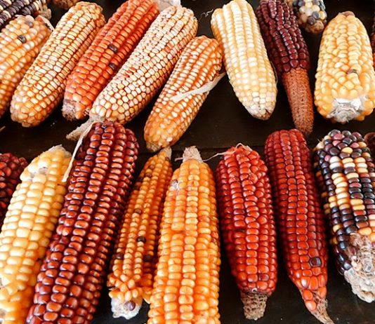 De la filosofía del extractivismo a la filosofía de la diversidad
