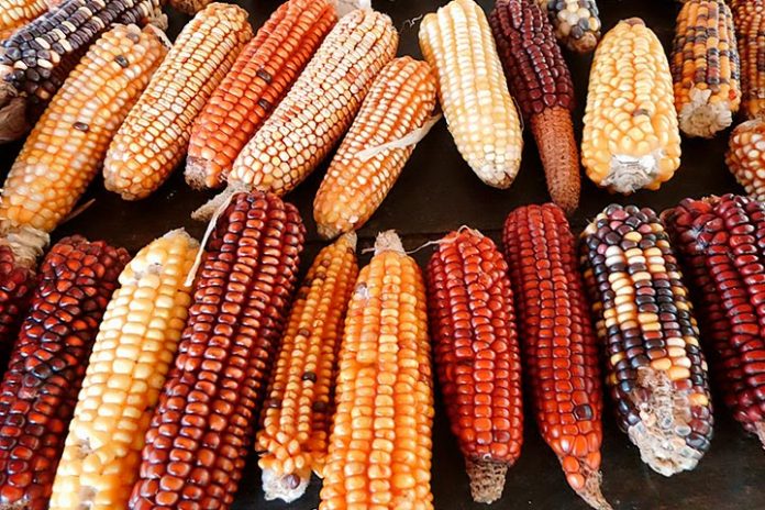 De la filosofía del extractivismo a la filosofía de la diversidad