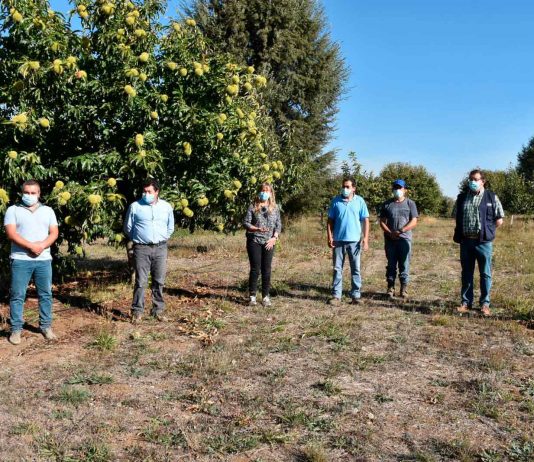 Empresa Campesina de INDAP moderniza sus instalaciones con miras a la exportación de castañas