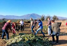 En el Día de los Campesinos y Campesinas: INIA La Platina realizó Día de Campo en Curacaví para potenciar metodología de “aprender haciendo”