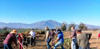 En el Día de los Campesinos y Campesinas: INIA La Platina realizó Día de Campo en Curacaví para potenciar metodología de “aprender haciendo”