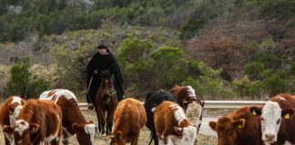 Fueron reconocidos en la Ceremonia Virtual del Día del Campesino organizada por INDAP Aysén