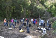 INFOR restaura cuencas de Ñuble con plantación de árboles nativos