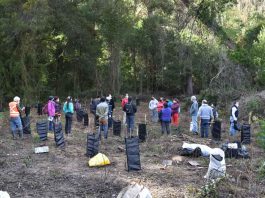 INFOR restaura cuencas de Ñuble con plantación de árboles nativos