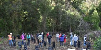 INFOR restaura cuencas de Ñuble con plantación de árboles nativos