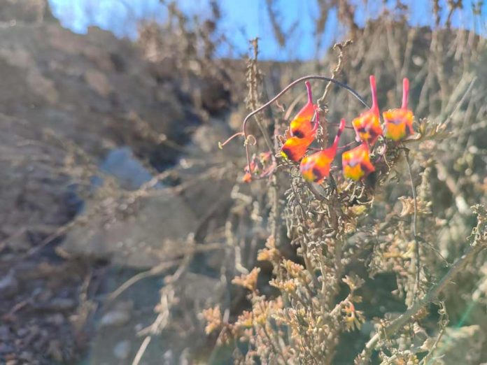 Innti: Devolvemos flora nativa a espacios abandonados