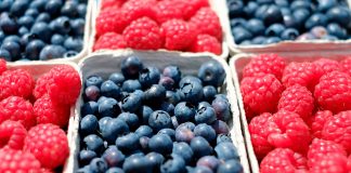 Llaman a adoptar medidas preventivas para evitar peligrosa enfermedad en huertos de berries