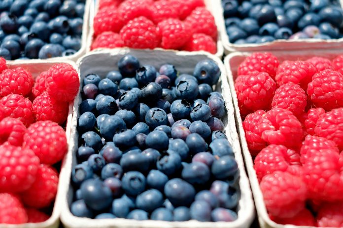 Llaman a adoptar medidas preventivas para evitar peligrosa enfermedad en huertos de berries