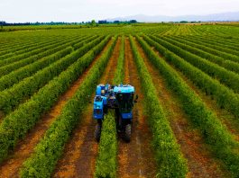 Modelo SES: Sistemas Eficientes y Sostenibles en Alta Densidad marcan tendencia en la industria agrícola 