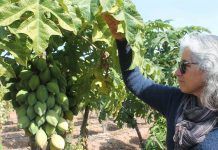 Nuevo Webinar: "Consideraciones en la plantación de papayos" 