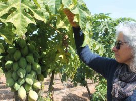 Nuevo Webinar: "Consideraciones en la plantación de papayos" 