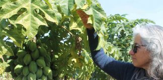 Nuevo Webinar: "Consideraciones en la plantación de papayos" 