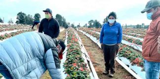 PRODUCTORES  DE BIERRIES SE CAPACITARON EN MANEJO INVERNAL DE HUERTOS 