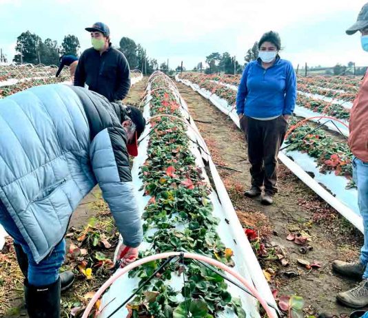 PRODUCTORES  DE BIERRIES SE CAPACITARON EN MANEJO INVERNAL DE HUERTOS 