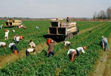 Pandemia y agricultores: viviendo en tiempos de incertidumbre