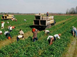Pandemia y agricultores: viviendo en tiempos de incertidumbre