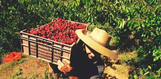 Programa TIDEM lanza convocatoria para que Pymes del BioBío potencien su negocio mediante el uso estratégico del diseño
