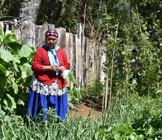 RED SIPAN: LA CONSOLIDACIÓN DEL PATRIMONIO AGROALIMENTARIO EN ALTO BIOBÍO  