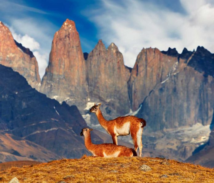  Tecnología a favor del medioambiente: Solución de monitoreo de video ayuda al cuidado de la biodiversidad