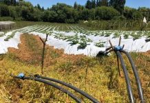 AGRICULTORES RECIBEN OBRAS DE RIEGO PARA MEJORAR PRODUCTIVIDAD   El riego se ha transformado en uno de los ejes estratégicos, para avanzar hacia un desarrollo competitivo y sustentable de la pequeña agricultura.