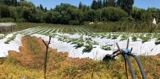 AGRICULTORES RECIBEN OBRAS DE RIEGO PARA MEJORAR PRODUCTIVIDAD   El riego se ha transformado en uno de los ejes estratégicos, para avanzar hacia un desarrollo competitivo y sustentable de la pequeña agricultura.