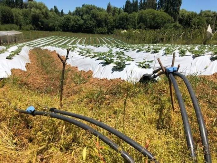 AGRICULTORES RECIBEN OBRAS DE RIEGO PARA MEJORAR PRODUCTIVIDAD   El riego se ha transformado en uno de los ejes estratégicos, para avanzar hacia un desarrollo competitivo y sustentable de la pequeña agricultura.
