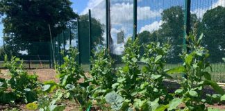 Avanzan hacia brócolis más saludables con edición de genes Las técnicas biotecnológicas hoy permiten obtener variedades vegetales con más nutrientes para el beneficio de la salud humana y también cultivos que se adaptan a distintas condiciones climáticas