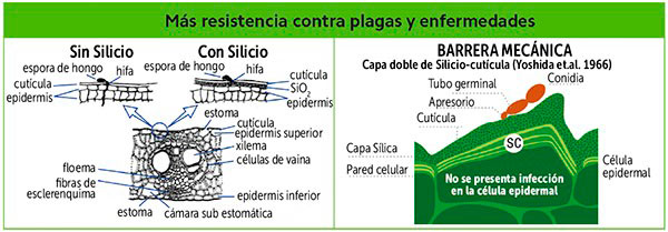 Beneficios del uso de Silicio en la agricultura - más resistencia contra plagas y enfermedades | DIATOMEAS™