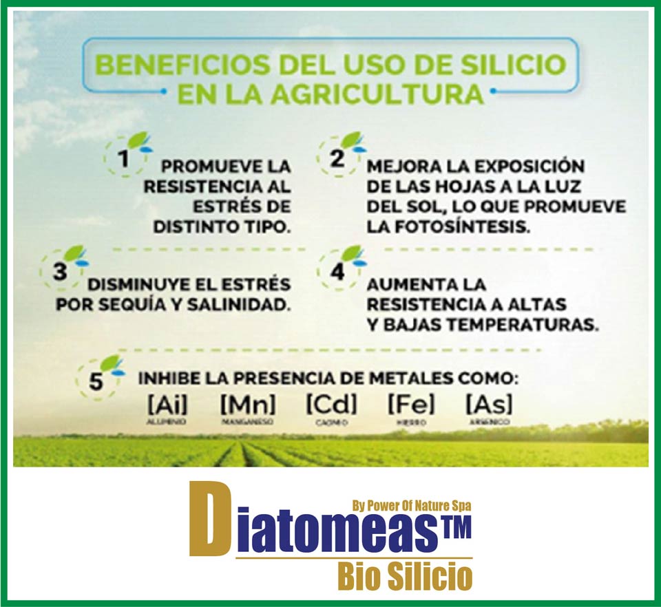 BENEFICIOS DEL USO DE SILICIO EN LA AGRICULTURA | DIATOMEAS™