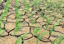 Investigación financiada por la National Science Foundation (NFS) y colaboración internacional busca entender cómo las plantas perciben la sequía y falta de nutrientes Proyecto se desarrollará hasta el 2023 y participan investigadores de Chile, Estados Unidos y Filipinas, quienes buscan entender cómo las plantas perciben la sequía y variaciones en la concentración de nitrógeno de manera simultánea