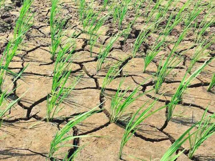 Investigación financiada por la National Science Foundation (NFS) y colaboración internacional busca entender cómo las plantas perciben la sequía y falta de nutrientes Proyecto se desarrollará hasta el 2023 y participan investigadores de Chile, Estados Unidos y Filipinas, quienes buscan entender cómo las plantas perciben la sequía y variaciones en la concentración de nitrógeno de manera simultánea