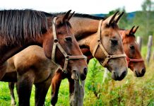 Especialistas de la Facultad de Ciencias Veterinarias UdeC estudian virus único en el mundo que afectaría a caballos La investigación en la que también participan profesionales veterinarios nacionales e internacionales, tiene un plazo de realización de 3 años, entre 2020 y 2023.-