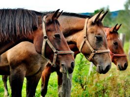 Especialistas de la Facultad de Ciencias Veterinarias UdeC estudian virus único en el mundo que afectaría a caballos La investigación en la que también participan profesionales veterinarios nacionales e internacionales, tiene un plazo de realización de 3 años, entre 2020 y 2023.-