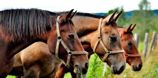 Especialistas de la Facultad de Ciencias Veterinarias UdeC estudian virus único en el mundo que afectaría a caballos La investigación en la que también participan profesionales veterinarios nacionales e internacionales, tiene un plazo de realización de 3 años, entre 2020 y 2023.-
