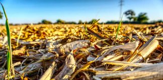 Estudian crear ecotableros a base de residuos del sector vitivinícola y semillero Su uso es versátil: desde paneles aislantes hasta pisos flotantes y revestimiento de exterior para construcciones. 