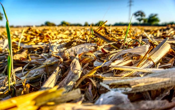 Estudian crear ecotableros a base de residuos del sector vitivinícola y semillero Su uso es versátil: desde paneles aislantes hasta pisos flotantes y revestimiento de exterior para construcciones. 