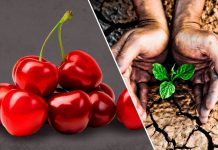 Global Cherry Summit y Agricultural Water Summit se postergan hasta 2022 Ambos eventos se han pospuesto debido a la extensión de alerta sanitaria y las restricciones relacionadas con la pandemia de Covid-19. Las nuevas fechas se darán a conocer próximamente.