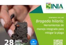 INIA y FIA invitan a seminario online sobre herramientas de manejo integrado para mitigar a la chinche pintada