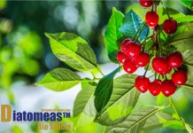 Informe Técnico DIATOMEAS™ Acción Estimulante y manejo de problemas en condiciones de stress agrícola