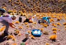 Investigadores buscan recuperar la papa del desierto resistente a la sequía