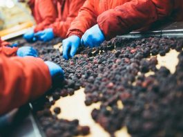 La industria frutícola de Chile pasa por un año difícil La agricultura es un sector increíblemente importante para la economía de Chile, el país ocupa el quinto lugar a nivel mundial en cuanto a producción de aguacates y es un productor clave de otras frutas y verduras.