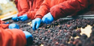 La industria frutícola de Chile pasa por un año difícil La agricultura es un sector increíblemente importante para la economía de Chile, el país ocupa el quinto lugar a nivel mundial en cuanto a producción de aguacates y es un productor clave de otras frutas y verduras.
