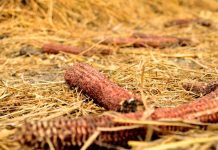 manejo residuos agrícolas