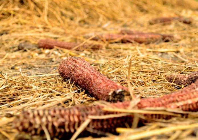 manejo residuos agrícolas